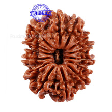 Load image into Gallery viewer, 14 Mukhi Nepalese Rudraksha - Bead No. 230