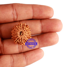 Load image into Gallery viewer, 14 Mukhi Nepalese Rudraksha - Bead No. 234