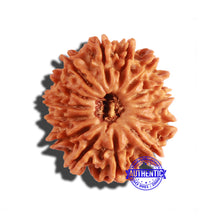 Load image into Gallery viewer, 14 Mukhi Nepalese Rudraksha - Bead No. 234