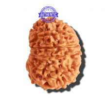 Load image into Gallery viewer, 14 Mukhi Nepalese Rudraksha - Bead No. 234