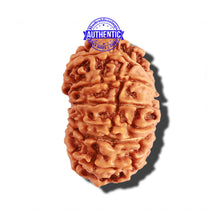 Load image into Gallery viewer, 14 Mukhi Nepalese Rudraksha - Bead No. 235