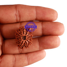 Load image into Gallery viewer, 14 Mukhi Nepalese Rudraksha - Bead No. 237