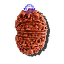 Load image into Gallery viewer, 14 Mukhi Nepalese Rudraksha - Bead No. 237