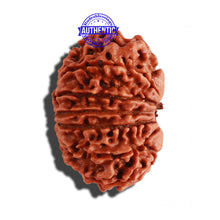Load image into Gallery viewer, 14 Mukhi Nepalese Rudraksha - Bead No. 237