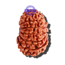 Load image into Gallery viewer, 14 Mukhi Nepalese Rudraksha - Bead No. 238