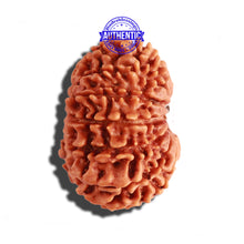 Load image into Gallery viewer, 14 Mukhi Nepalese Rudraksha - Bead No. 238