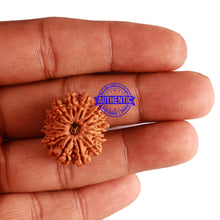 Load image into Gallery viewer, 14 Mukhi Nepalese Rudraksha - Bead No. 239