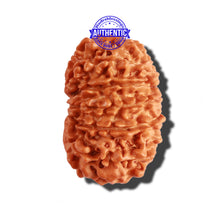 Load image into Gallery viewer, 14 Mukhi Nepalese Rudraksha - Bead No. 239