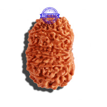 Load image into Gallery viewer, 14 Mukhi Nepalese Rudraksha - Bead No. 239