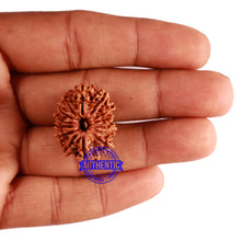 Load image into Gallery viewer, 14 Mukhi Nepalese Rudraksha - Bead No. 240