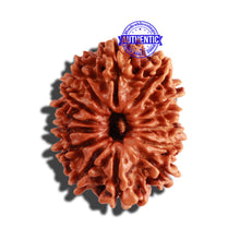 Load image into Gallery viewer, 14 Mukhi Nepalese Rudraksha - Bead No. 240