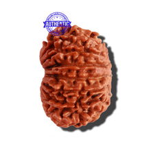 Load image into Gallery viewer, 14 Mukhi Nepalese Rudraksha - Bead No. 241