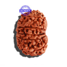 Load image into Gallery viewer, 14 Mukhi Nepalese Rudraksha - Bead No. 241