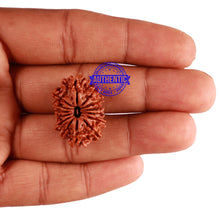 Load image into Gallery viewer, 14 Mukhi Nepalese Rudraksha - Bead No. 242