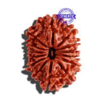 Load image into Gallery viewer, 14 Mukhi Nepalese Rudraksha - Bead No. 242