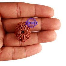 Load image into Gallery viewer, 14 Mukhi Nepalese Rudraksha - Bead No. 243