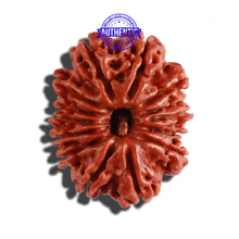 Load image into Gallery viewer, 14 Mukhi Nepalese Rudraksha - Bead No. 243