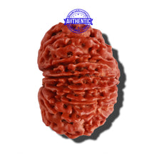 Load image into Gallery viewer, 14 Mukhi Nepalese Rudraksha - Bead No. 243
