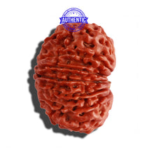 Load image into Gallery viewer, 14 Mukhi Nepalese Rudraksha - Bead No. 243