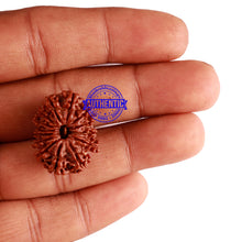Load image into Gallery viewer, 14 Mukhi Nepalese Rudraksha - Bead No. 244