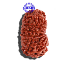 Load image into Gallery viewer, 14 Mukhi Nepalese Rudraksha - Bead No. 244