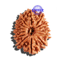 Load image into Gallery viewer, 14 Mukhi Nepalese Rudraksha - Bead No. 245