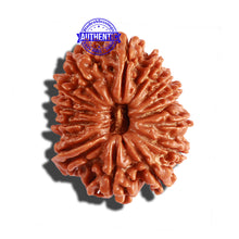 Load image into Gallery viewer, 14 Mukhi Nepalese Ganesha Rudraksha - Bead No. 247
