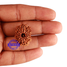 Load image into Gallery viewer, 14 Mukhi Nepalese Rudraksha - Bead No. 248