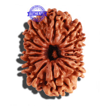 Load image into Gallery viewer, 14 Mukhi Nepalese Rudraksha - Bead No. 248