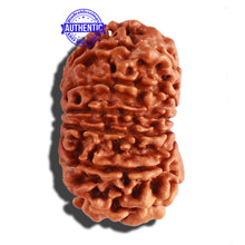 Load image into Gallery viewer, 14 Mukhi Nepalese Rudraksha - Bead No. 248