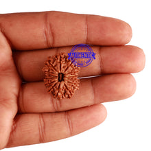 Load image into Gallery viewer, 14 Mukhi Nepalese Rudraksha - Bead No. 249