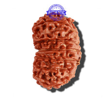 Load image into Gallery viewer, 14 Mukhi Nepalese Rudraksha - Bead No. 249