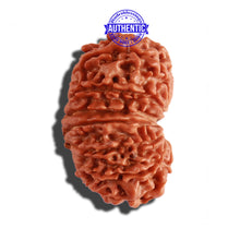 Load image into Gallery viewer, 14 Mukhi Nepalese Rudraksha - Bead No. 249