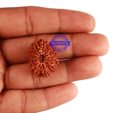 Load image into Gallery viewer, 14 Mukhi Nepalese Rudraksha - Bead No. 250