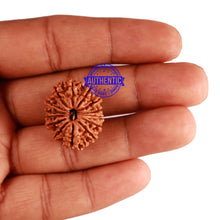 Load image into Gallery viewer, 14 Mukhi Nepalese Rudraksha - Bead No. 251