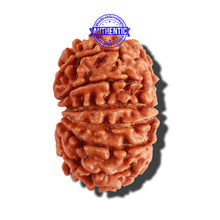 Load image into Gallery viewer, 14 Mukhi Nepalese Rudraksha - Bead No. 251