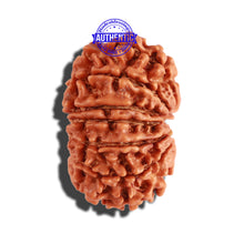 Load image into Gallery viewer, 14 Mukhi Nepalese Rudraksha - Bead No. 251