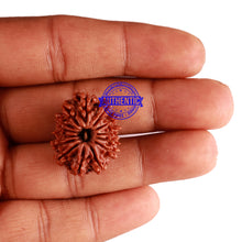 Load image into Gallery viewer, 14 Mukhi Nepalese Rudraksha - Bead No. 252