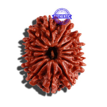 Load image into Gallery viewer, 14 Mukhi Nepalese Rudraksha - Bead No. 252