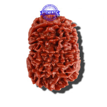 Load image into Gallery viewer, 14 Mukhi Nepalese Rudraksha - Bead No. 252
