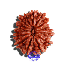 Load image into Gallery viewer, 14 Mukhi Nepalese Rudraksha - Bead No. 253