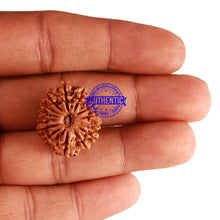 Load image into Gallery viewer, 14 Mukhi Nepalese Rudraksha - Bead No. 254