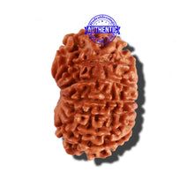 Load image into Gallery viewer, 14 Mukhi Nepalese Rudraksha - Bead No. 254