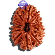 Load image into Gallery viewer, 14 Mukhi Nepalese Rudraksha - Bead No. 255