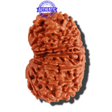 Load image into Gallery viewer, 14 Mukhi Nepalese Rudraksha - Bead No. 255