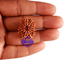 Load image into Gallery viewer, 14 Mukhi Nepalese Rudraksha - Bead No. 256