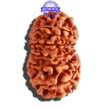 Load image into Gallery viewer, 14 Mukhi Nepalese Rudraksha - Bead No. 256