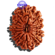 Load image into Gallery viewer, 14 Mukhi Nepalese Rudraksha - Bead No. 257