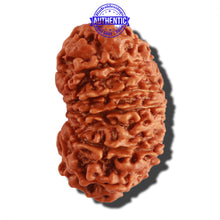 Load image into Gallery viewer, 14 Mukhi Nepalese Rudraksha - Bead No. 257