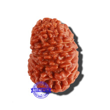 Load image into Gallery viewer, 14 Mukhi Nepalese Rudraksha - Bead No. 258
